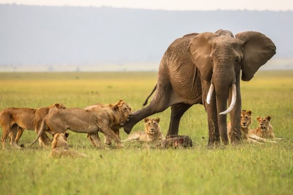 elephants vs lion in mara