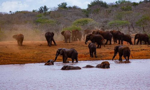 elephants-water-hole-tsavo-safari