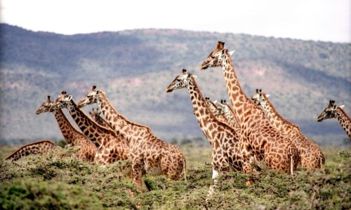 giraffes-kenyan-safari-vacation