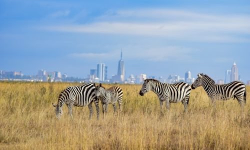 grace-nandi-FzkGHmvvsto-unsplash