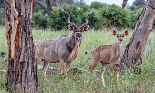 kenya-safari-magical