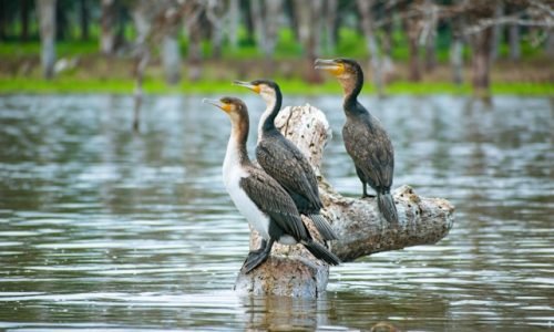 lake-naivasha-bird-watching-boat-ride