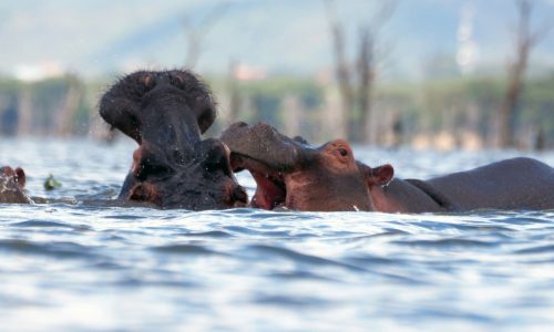 lake-naivasha-kenya-safari-hippo