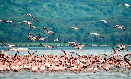 lake-nakuru-flamingo-kenya-birding-safari