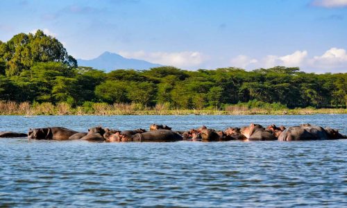 lake-nakuru-hippo-safari