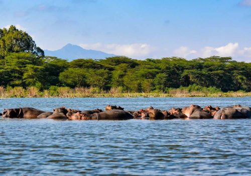 lake-nakuru-hippo-safari