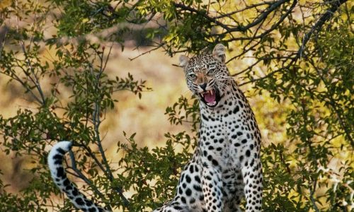 leopard-angry-kenyan-tour-africa