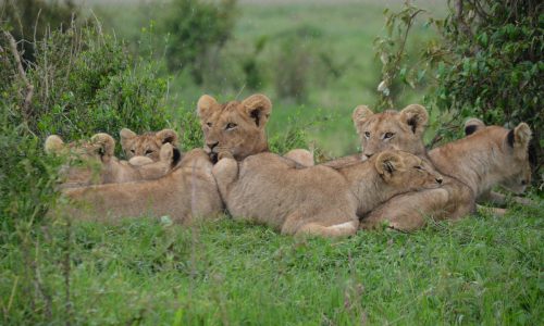 lion-pride-safari-magic-africa