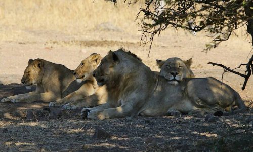 lion-pride-tsavo-east-kenya-wilderness-tour