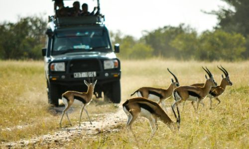 masai-mara-game-drive-wildlife-kenya-tour