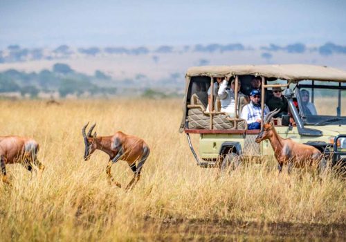 masai-mara-national-reserve-game-viewing-drive