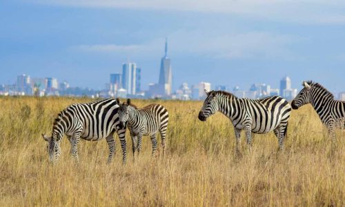 nairobi-national-park-half-day
