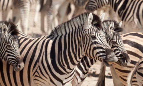 naivasha-tour-kenya-hells-gate