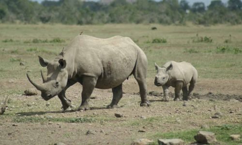 ol-pejeta-wildlife-conservancy-rhino-tours