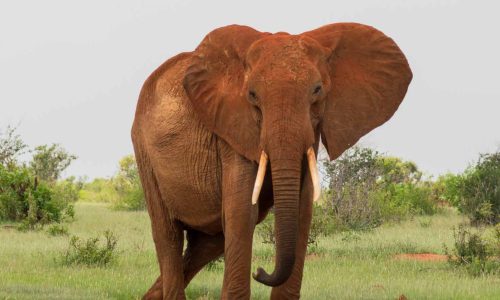 red-elephant-tsavo-east-kenya-tour