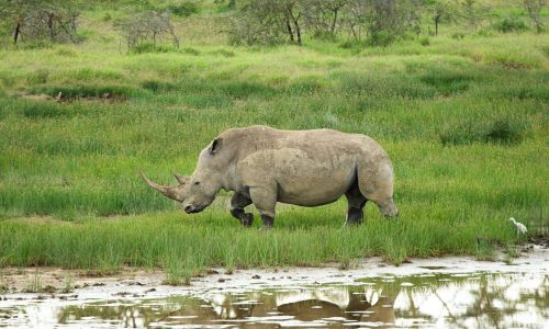 rhino-safari-kenya-rift-valley