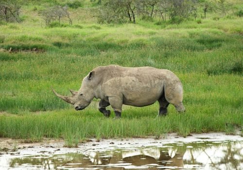 rhino-safari-kenya-rift-valley