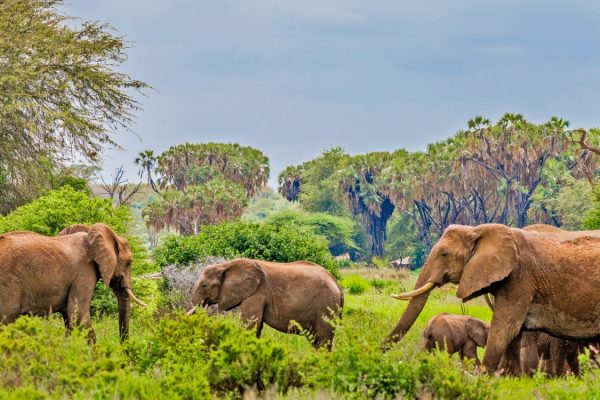 samburu-national-reserve-kenya.jpg