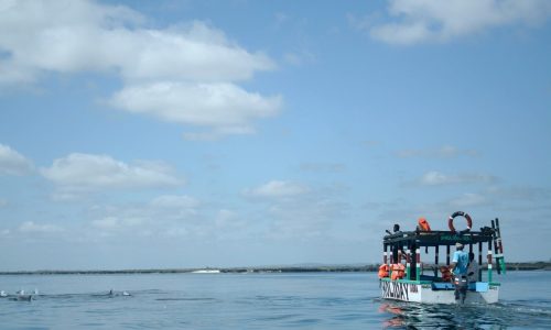 wasini-dolphin-tours