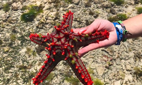 watamu-safari-blu-06