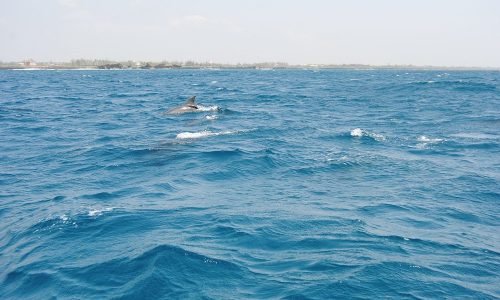 watamu-safari-blu-07